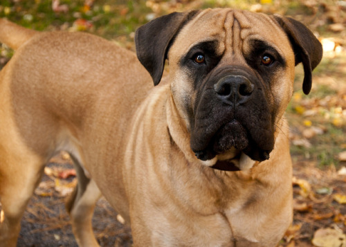 bullmastiff on Tumblr