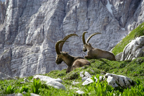 paganroots:Two ibex in the Julian Alps, Slovenia by Jack...