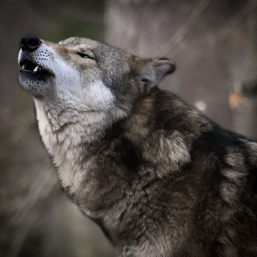 wolf blog on Tumblr