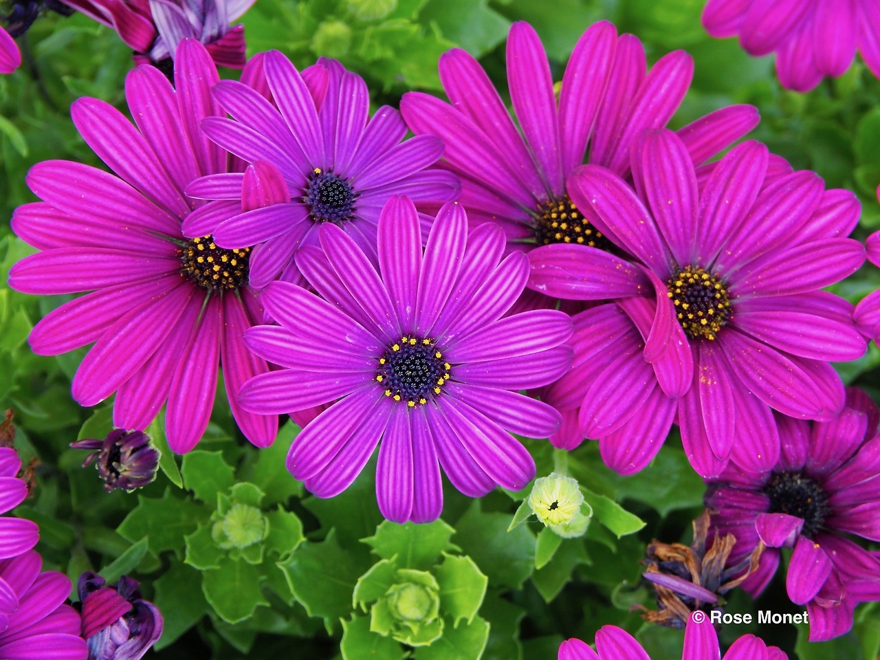 Rose Monet Photos Osteospermum Ecklonis 092017 Marguerite