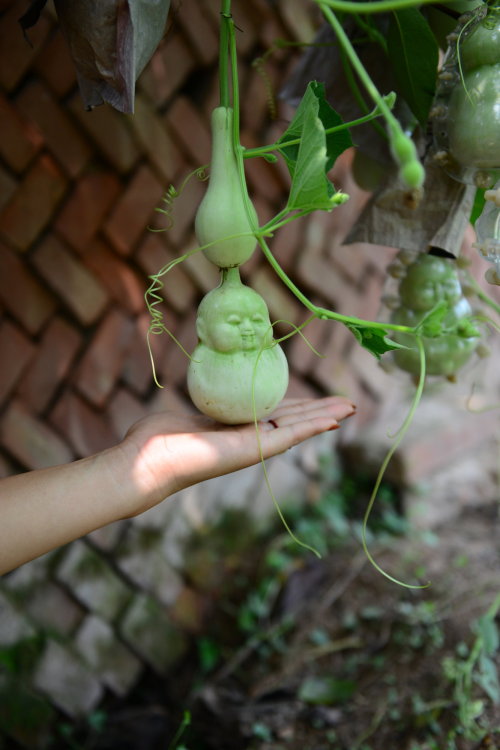 cctvnews:A unique bite! Pears shaped with Buddha facesHave...