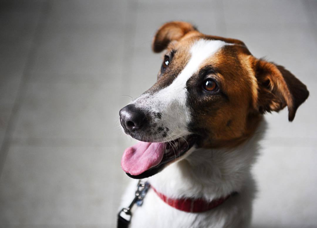 Newsdurham Photo Blog Ellie Is A One Year Old Smooth Collie