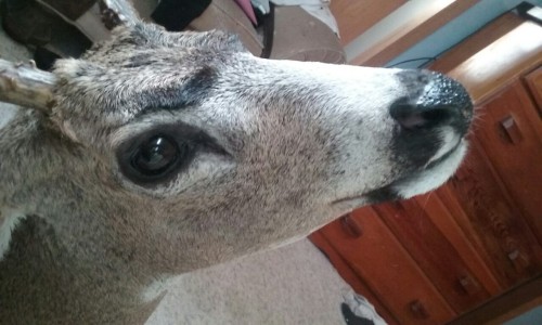 houndkin