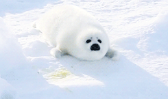 tumblr_n62rett1Si1rbluu0o5_250.gif