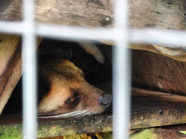 dPotograph : Civet Cat/Kopi Luwak The animal whose poop ...