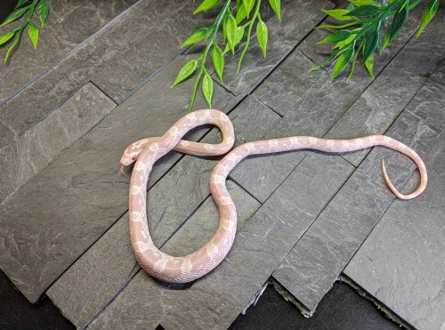 omg-snakes