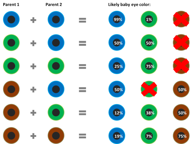 eye color calculator with grandparents