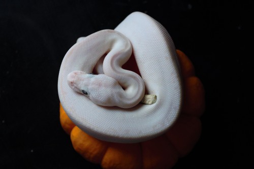 scale-punk:Pumpkin Child