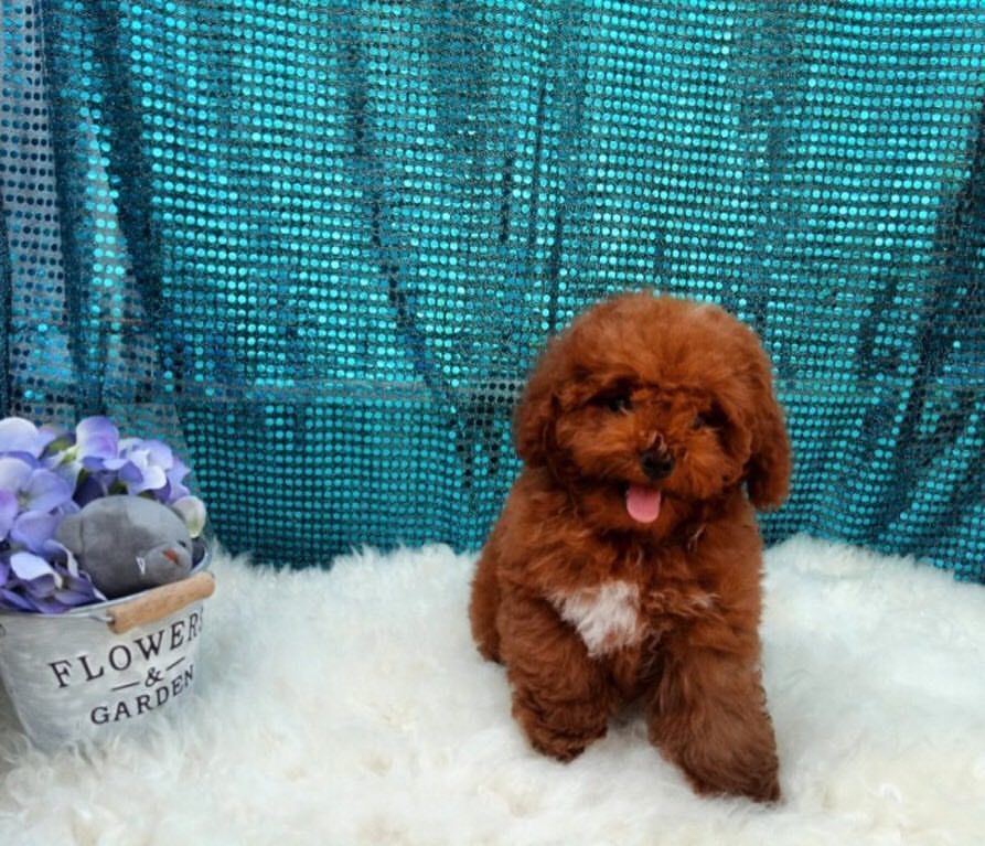 Anjingdijual Dijual Anak Anjing Red Toy Poodle Murah Dan