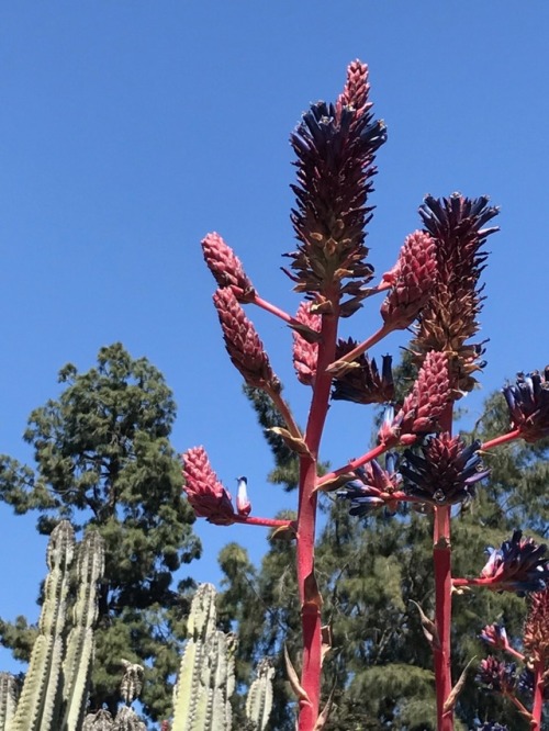 Some Chilean Puyas at the Huntington Desert Garden. San Marino,...