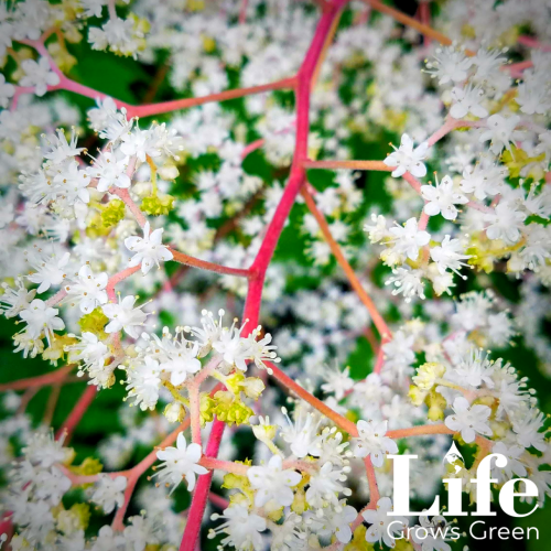 lifegrowsgreeninc