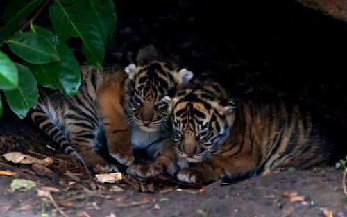 Rare Tiger Cubs Venture Out of DenA trio of tiny Sumatran...