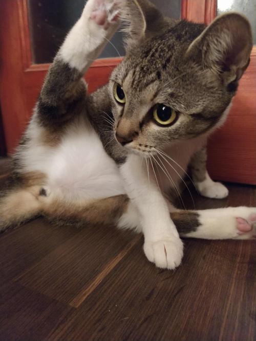 cutepetsaww