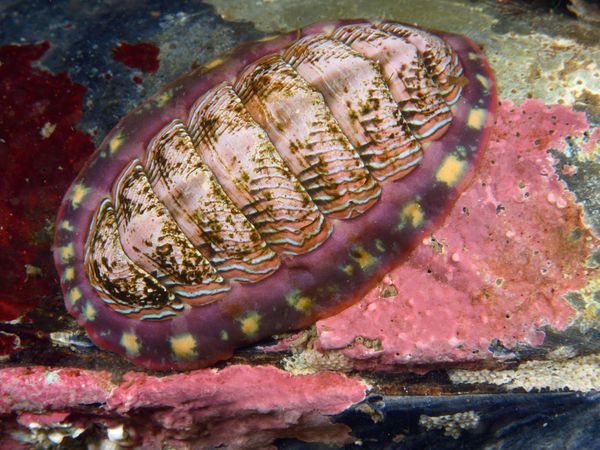 Mollusca Bio UFES 2015/2 — Polyplacophora