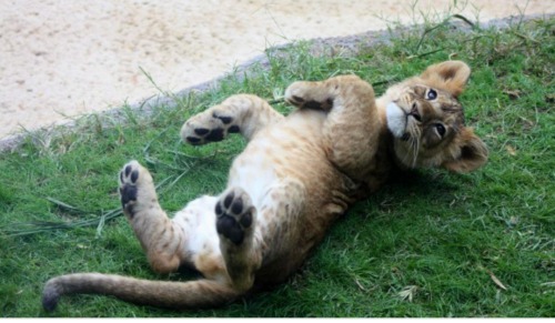 catmeme:catmeme:catmeme:i really really love when animals lay on their back and their paws do...