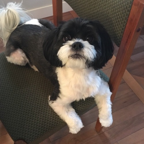 bichon shih tzu black