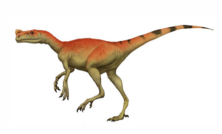 The Bird Robber, Ornitholestes (1903) Phylum : - The Evolution Of 