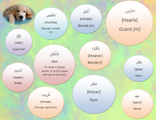 Arabic Names For Your Pets Part 2 dogs Lets Learn Arabic