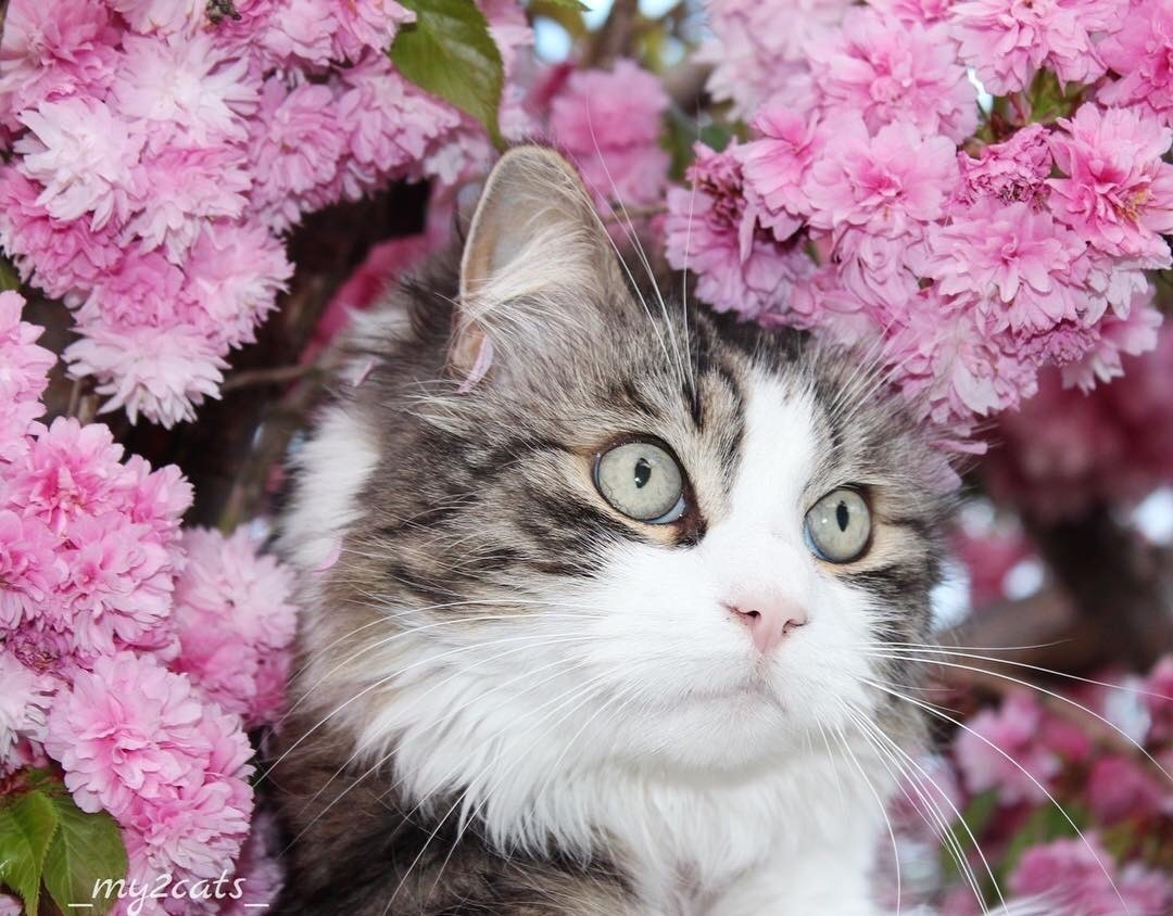 #cat from Animals are Friends