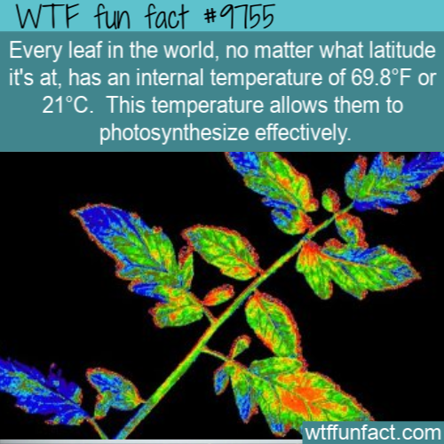  Amazing Random Fact: Every leaf in the world, no matter what latitude it’s at, has an internal temperature of 69.8°F or 21°C.  This temperature allows them to photosynthesize effectively.