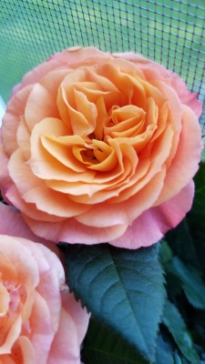 Peach Roses Tumblr