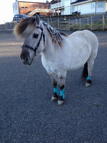 Horse image