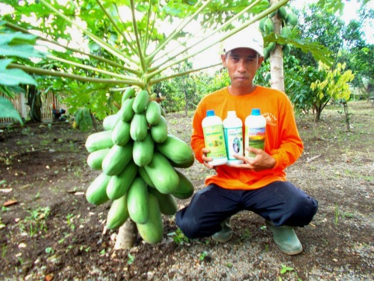 Untitled  Mengetahui Macam Benih Pepaya Yang Bagus