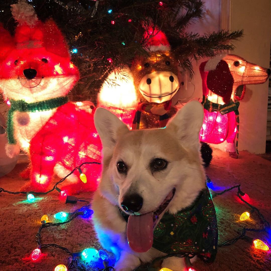 Aesthetic Christmas Pfp 