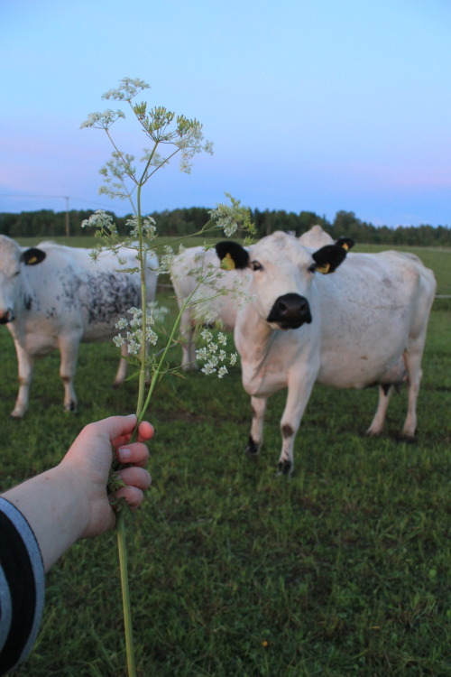 thesoftestcloud:met these lovely ladies (they didn’t want my...