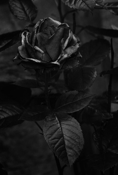  Black  Rose  Tumblr 