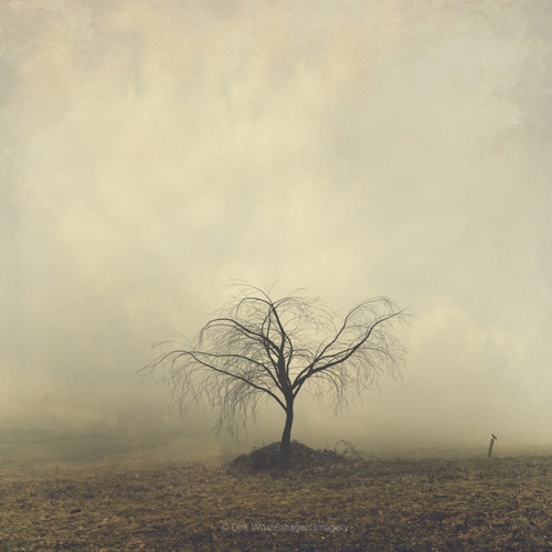 dyrkwyst:lone tree