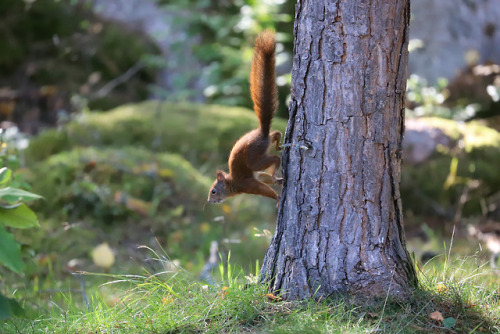 michaelnordeman:Red squirrel/ekorre.