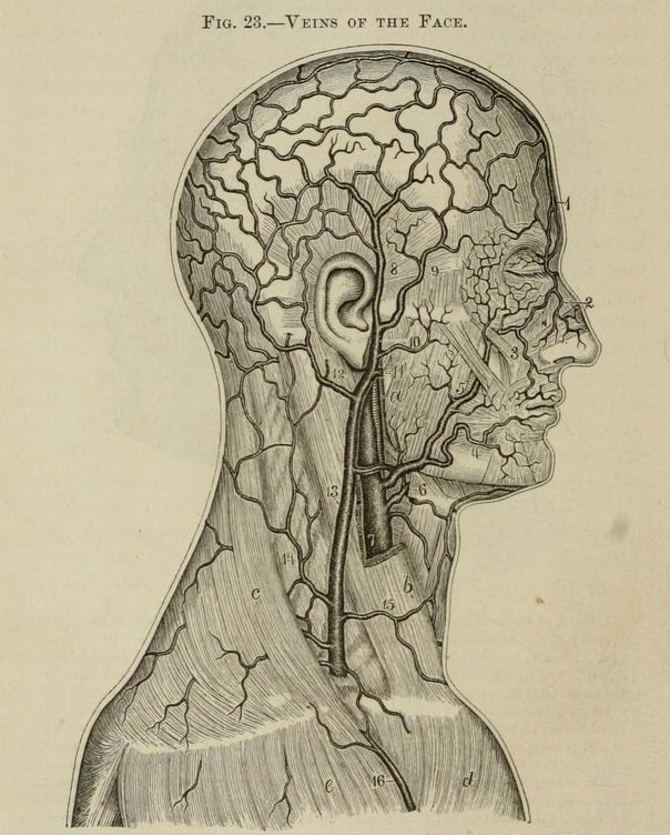 nemfrog - Fig. 23. Veins of the face. A system of oral...