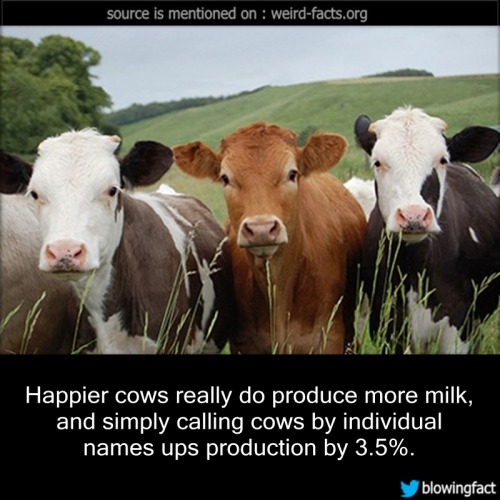 mindblowingfactz:Happier cows really do produce more milk,...