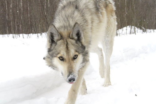 crispbean:Working Wolfdogs. The Volend.I am seriously so...