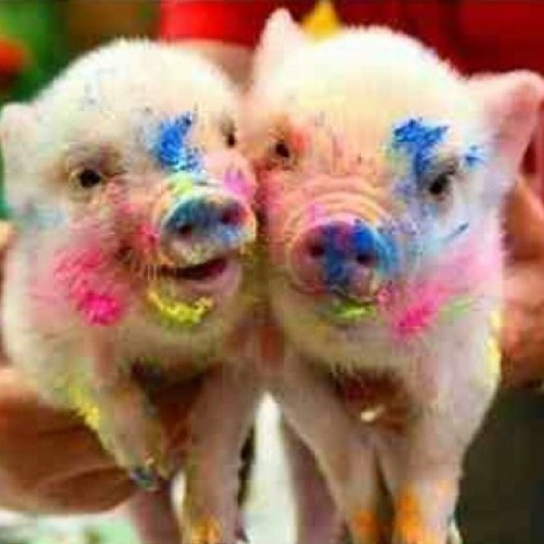 They too cute!!!! :) #piggies #messy #cute