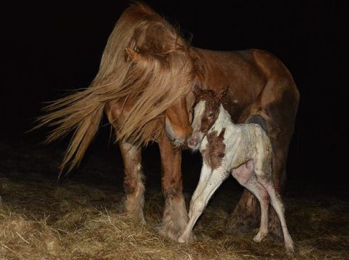 Les Légendes Celtiques - Elevage d'Irish Cob