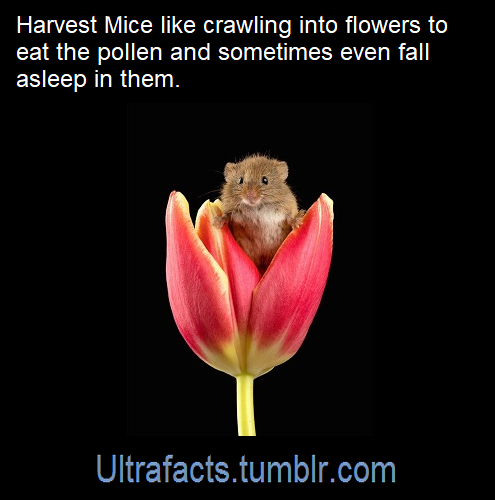 ultrafacts:Source: [x]Click HERE for more facts!