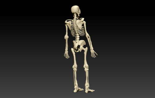 skeleton sculpt