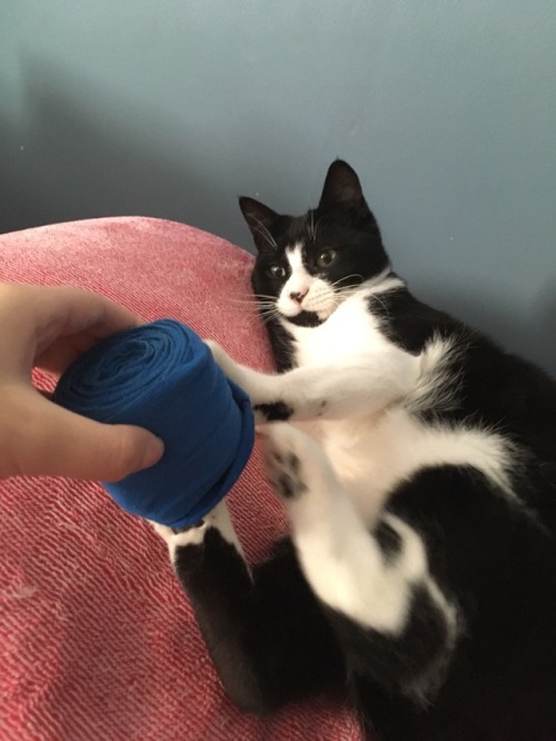 catsuggest:Allie suggetê: STEAL moms hand wraps and begin lyfe...