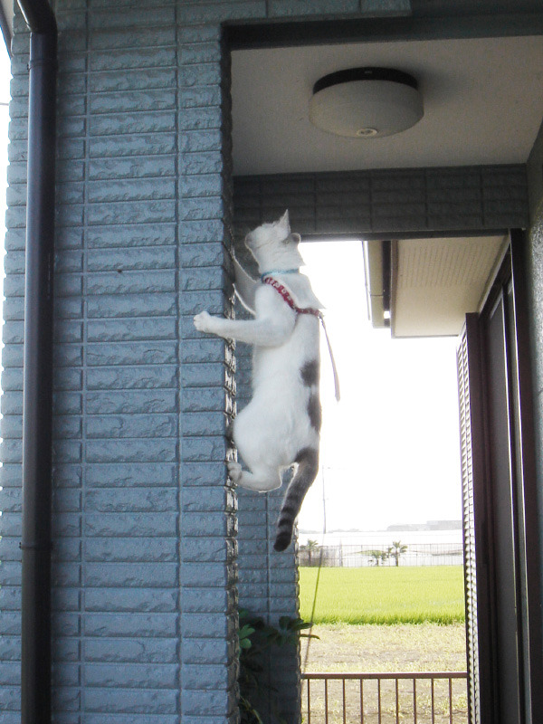 cat ninja game yeet cat ninja game yeet