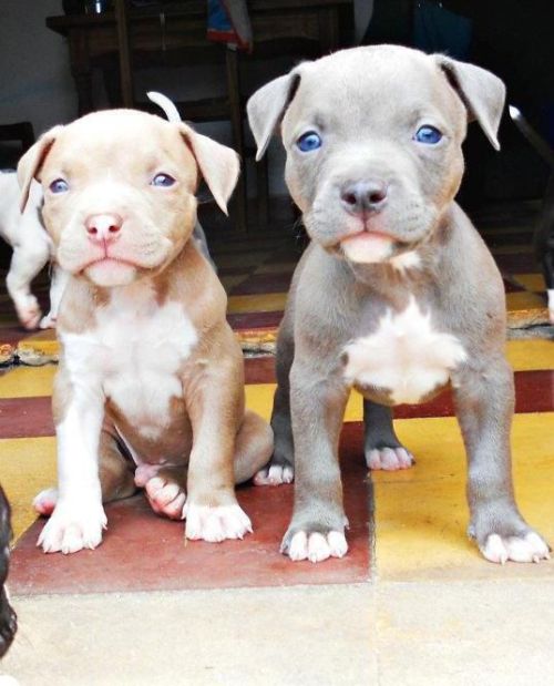 Baby pits ❤️