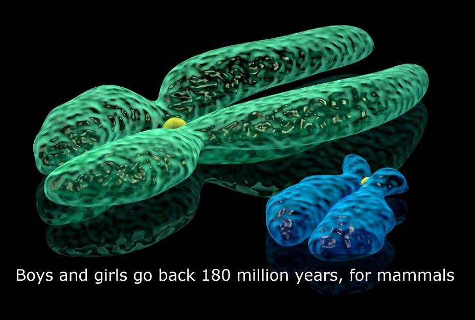 Science Visualized • Male Or Female Sex Determining Genes First 1440