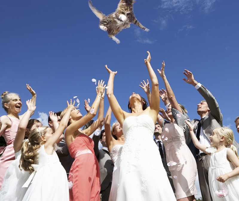 Everyone wants to catch the cute airborne kittenâ¦ even the bride!