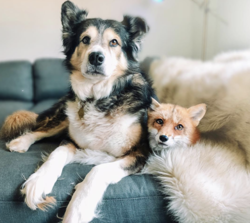 aww-so-pretty:The perfect friendship@juniperfoxxFollow