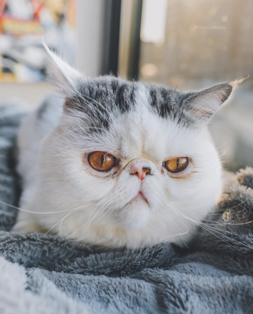 aww-so-pretty:This cat is so special