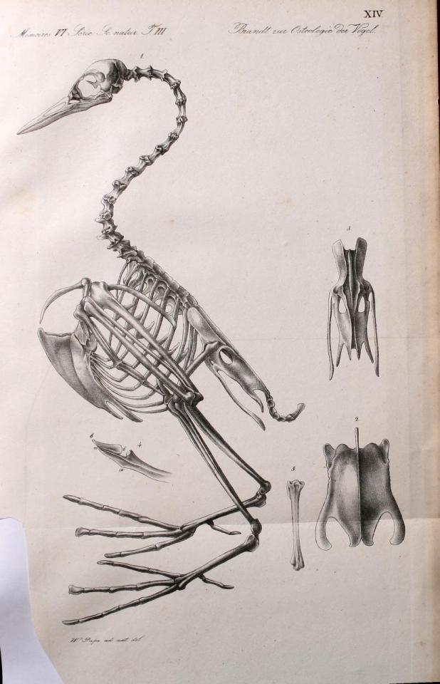 HowStuffWorks — scientificillustration: Bird Anatomy references ...