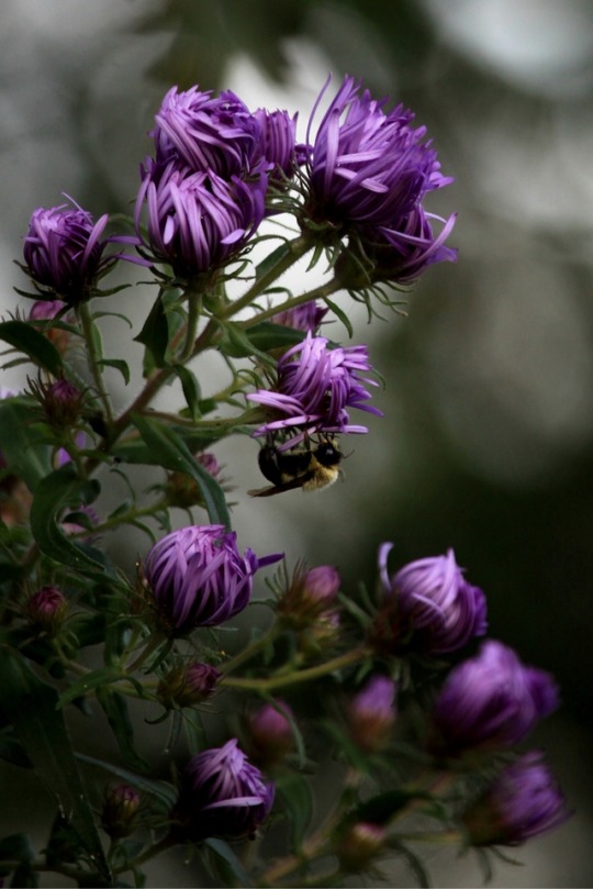 Purple Wild Asters