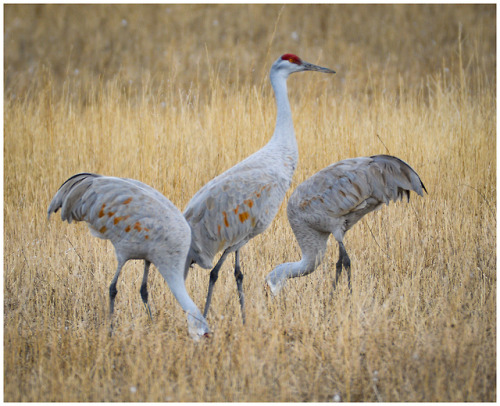 fatchance:Sandhill cranes (Antigone canadensis), at Bosque del...