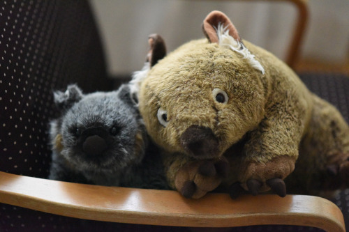 minkplush wombat